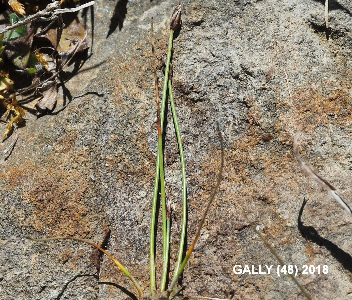 Club-rush, Few Flowered leaf